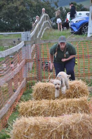 haybale hurdles